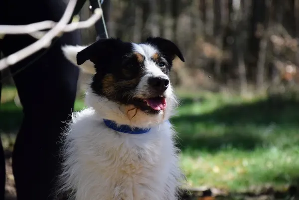 Pies do adopcji, Piła, 6 grudnia 2024 (5/5)