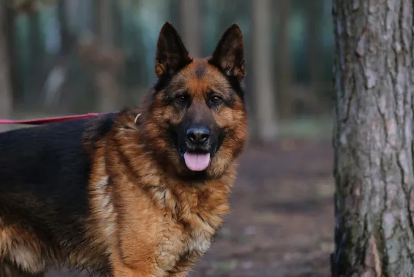 Pies do adopcji, Piła, 19 grudnia 2024 (1/4)