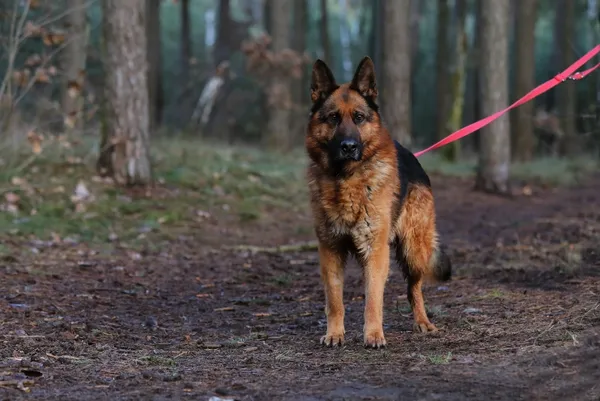 Pies do adopcji, Piła, 19 grudnia 2024 (3/4)