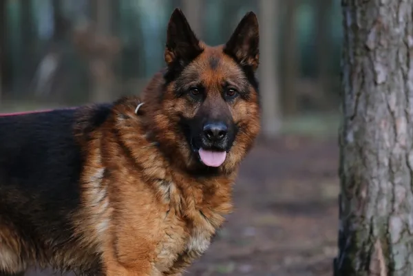 Pies do adopcji, Piła, 19 grudnia 2024 (4/4)