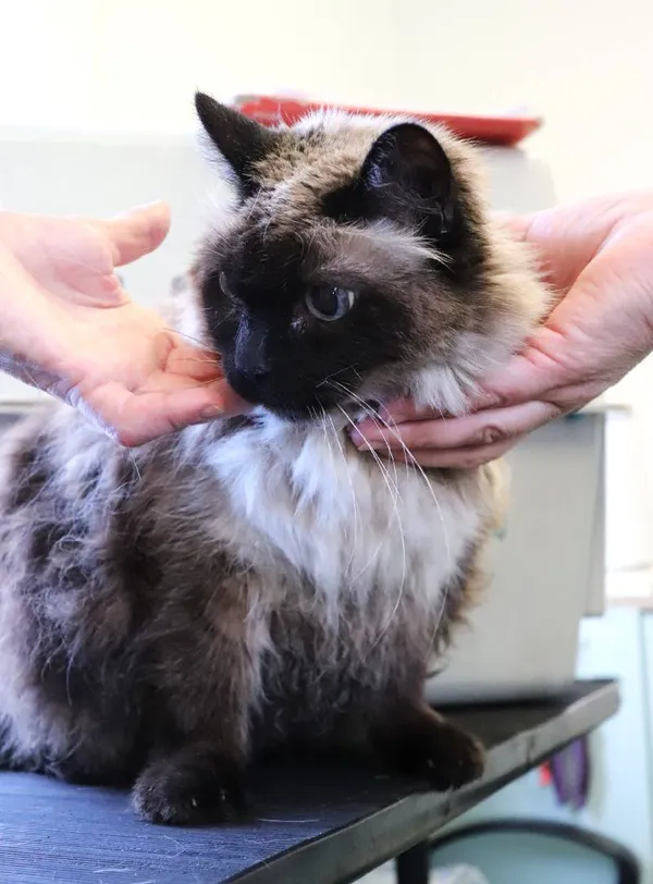 Znaleziono kota, Łódź, 13 kwietnia 2025 (1/3)