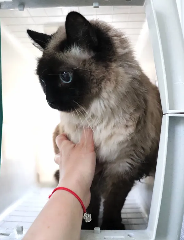 Znaleziono kota, Łódź, 13 kwietnia 2025 (2/3)