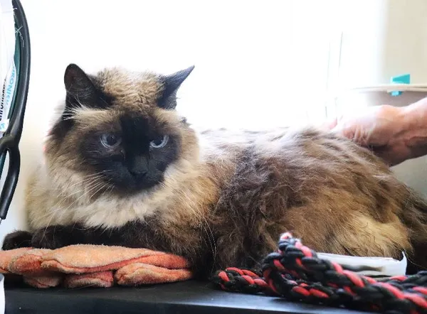 Znaleziono kota, Łódź, 13 kwietnia 2025 (3/3)