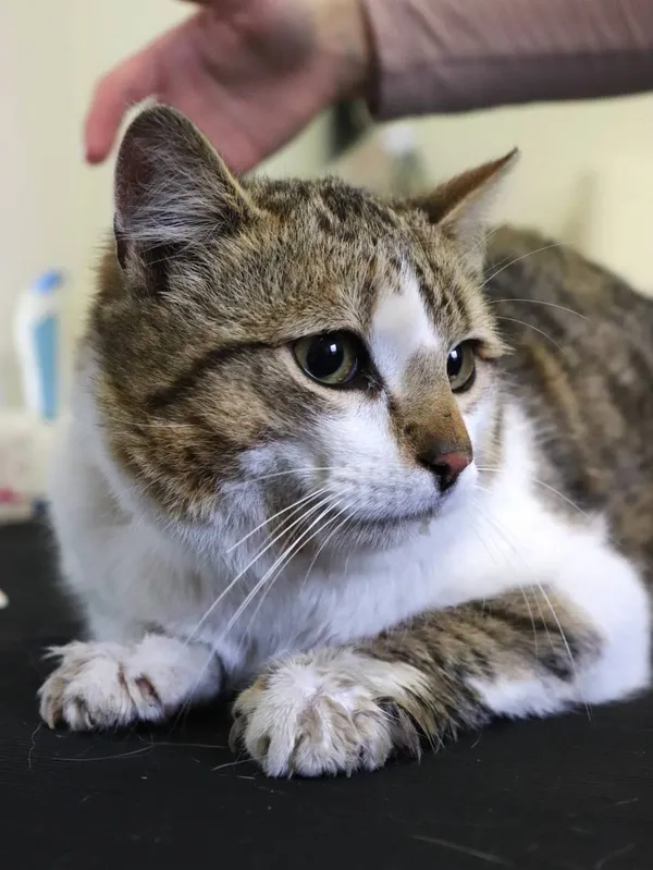 Znaleziono kota, Łódź, 11 kwietnia 2025 (2/5)