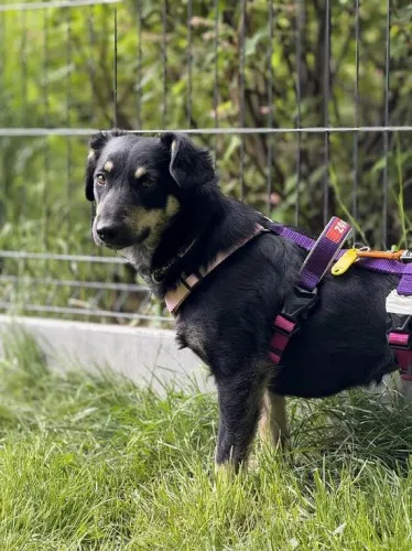 Pies do adopcji, Kraków, 27 lutego 2025 (1/3)