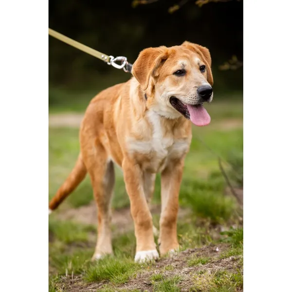 Znaleziono psa, Białystok, 12 kwietnia 2025 (1/3)