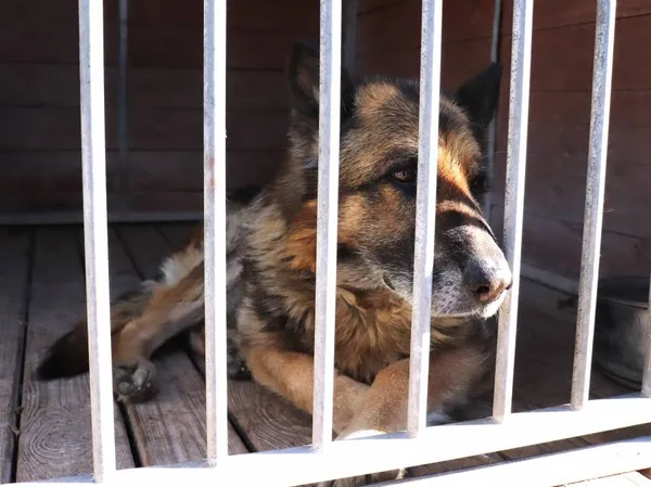 Znaleziono psa, Łódź, 12 kwietnia 2025 (1/5)