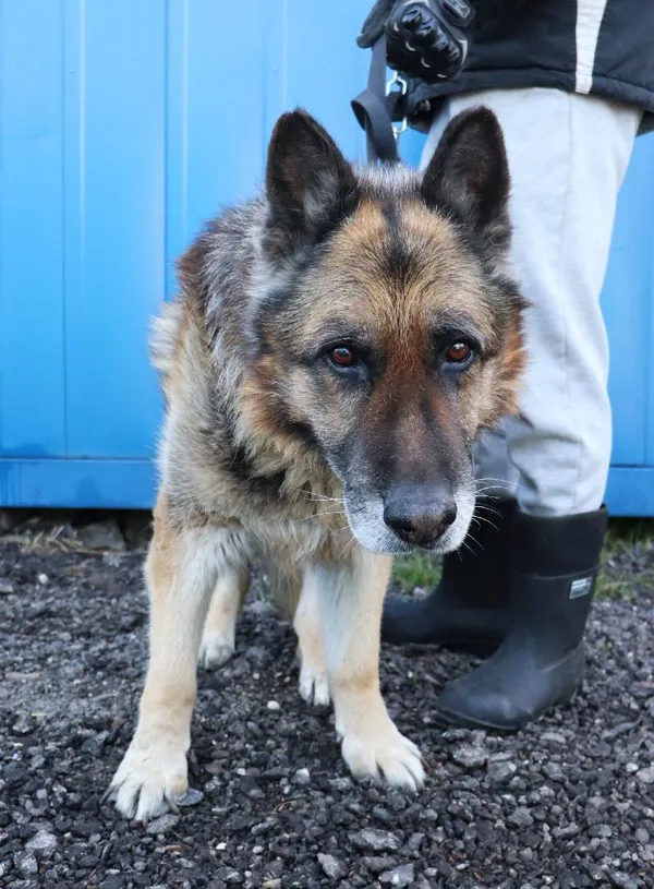 Znaleziono psa, Łódź, 12 kwietnia 2025 (3/5)