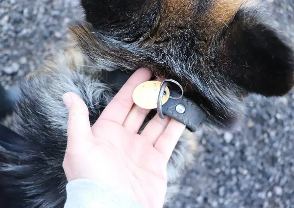 Znaleziono psa, Łódź, 12 kwietnia 2025 (4/5)