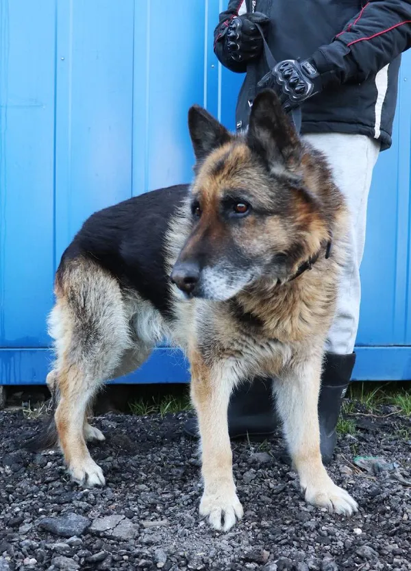 Znaleziono psa, Łódź, 12 kwietnia 2025 (5/5)