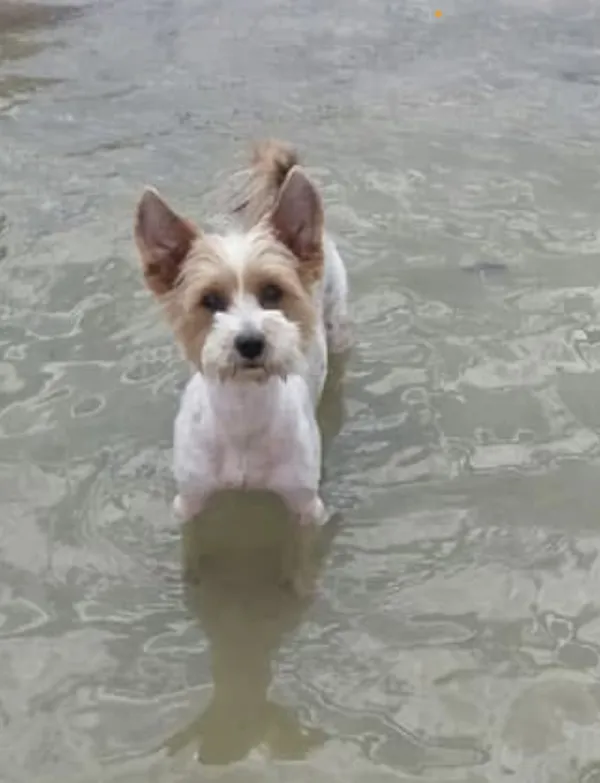 Zaginął pies, Łódź, 13 kwietnia 2025