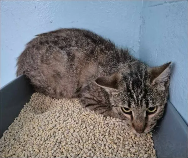 Znaleziono kota, Grudziądz, 14 kwietnia 2025