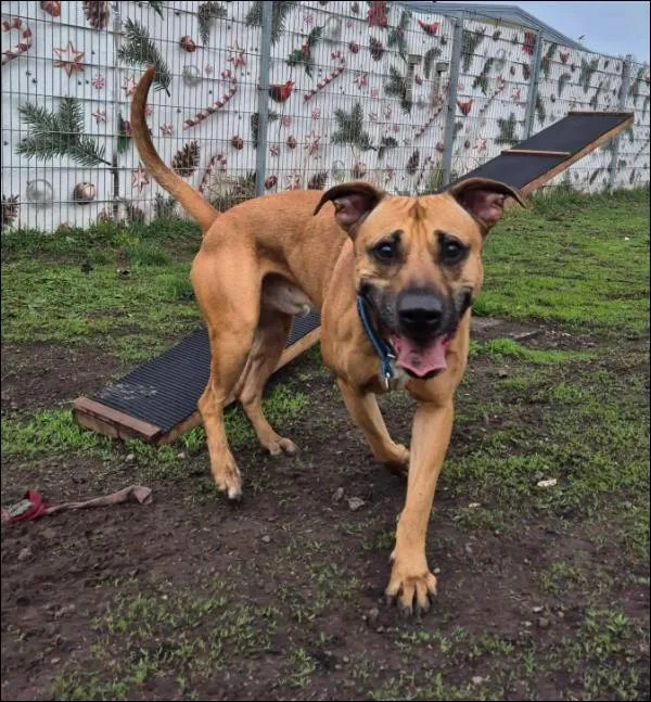 Znaleziono psa, Grudziądz, 26 marca 2025