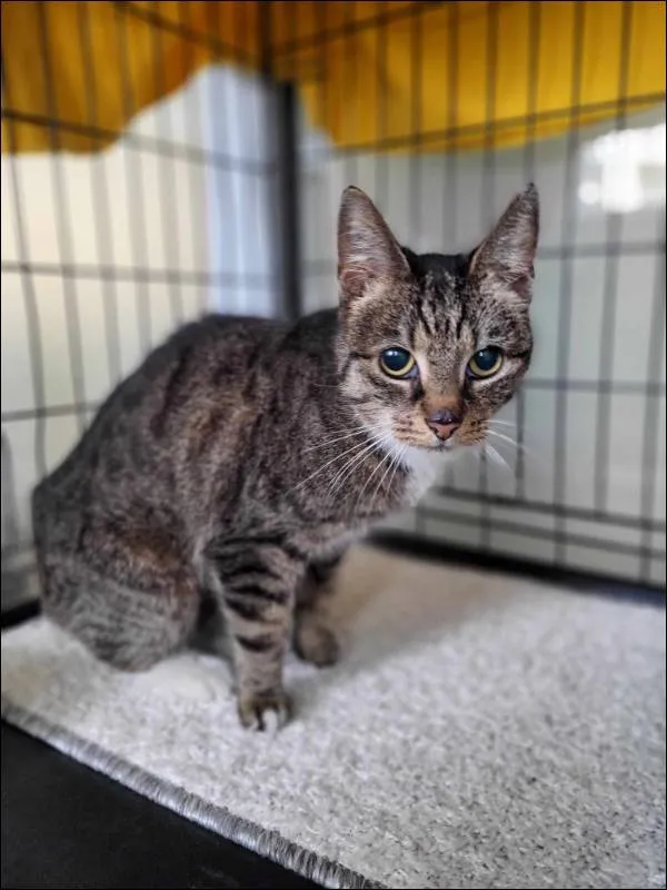 Znaleziono kota, Grudziądz, 4 kwietnia 2025