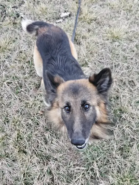 Oddam psa, Płock, 14 kwietnia 2025 (2/5)