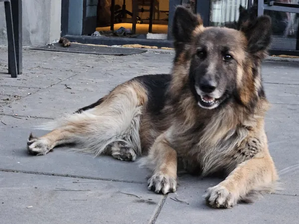 Oddam psa, Płock, 14 kwietnia 2025 (4/5)