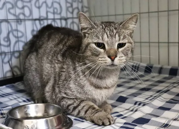 Znaleziono kota, Łódź, 13 kwietnia 2025 (2/2)