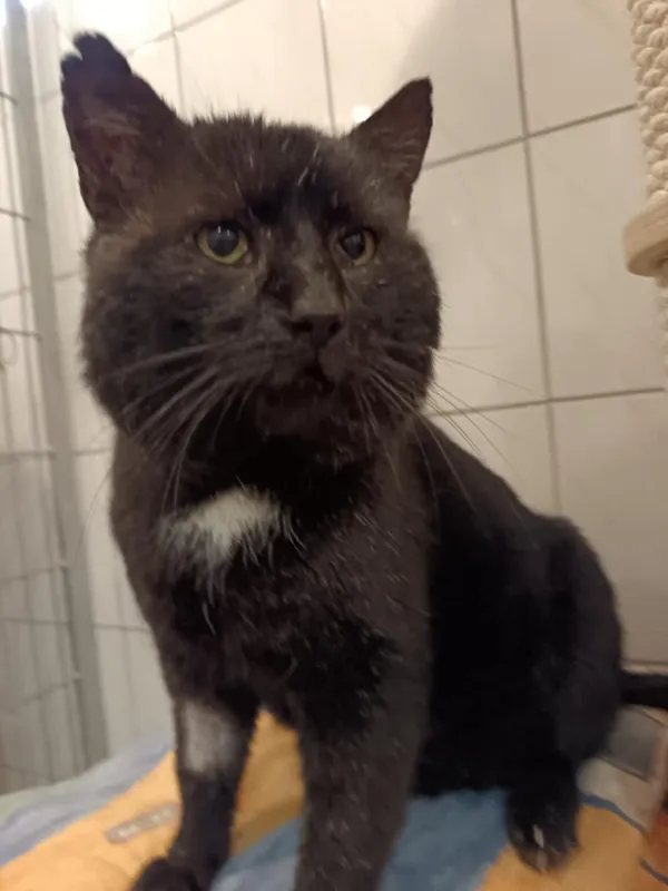 Kot do adopcji, Częstochowa, 5 listopada 2024 (1/5)