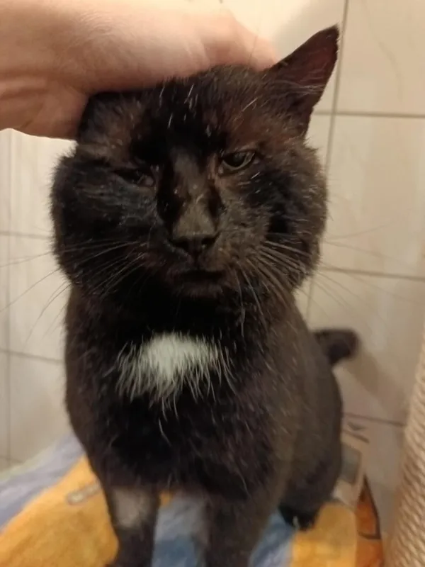 Kot do adopcji, Częstochowa, 5 listopada 2024 (2/5)