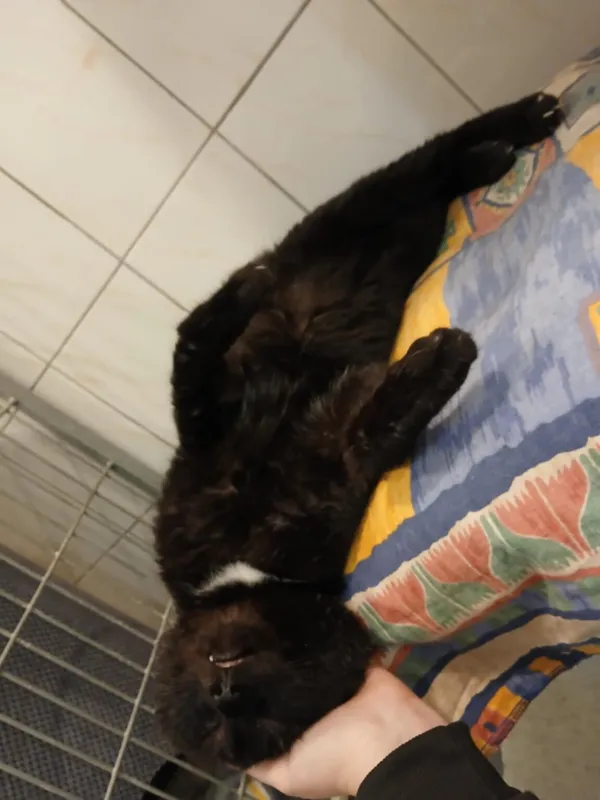 Kot do adopcji, Częstochowa, 5 listopada 2024 (3/5)