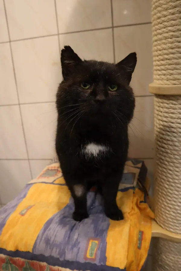 Kot do adopcji, Częstochowa, 5 listopada 2024 (4/5)