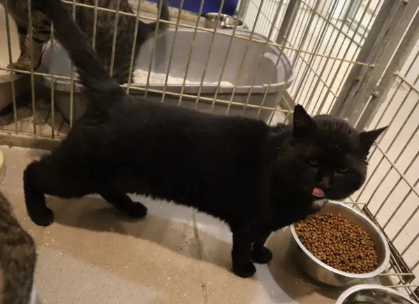 Kot do adopcji, Częstochowa, 5 listopada 2024 (5/5)