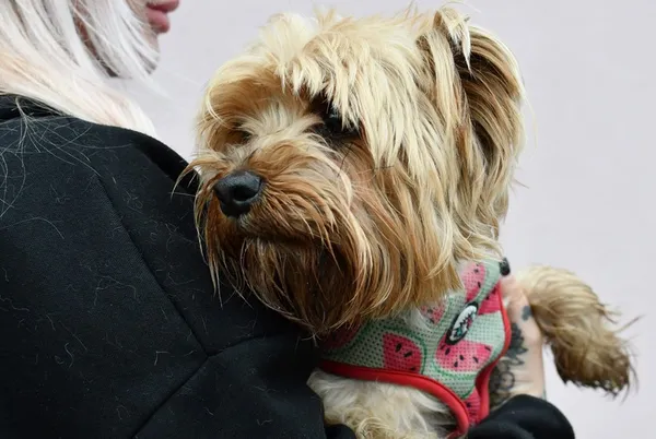 Pies do adopcji, Tychy, 1 marca 2025