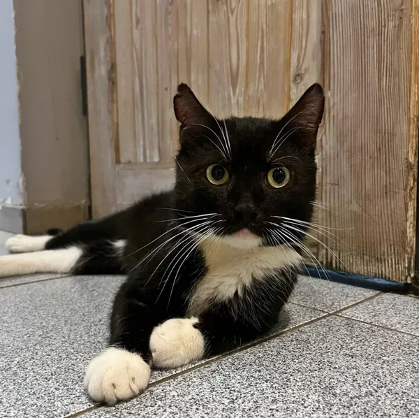 Kot do adopcji, Dłużyna Górna, 14 kwietnia 2025 (2/5)