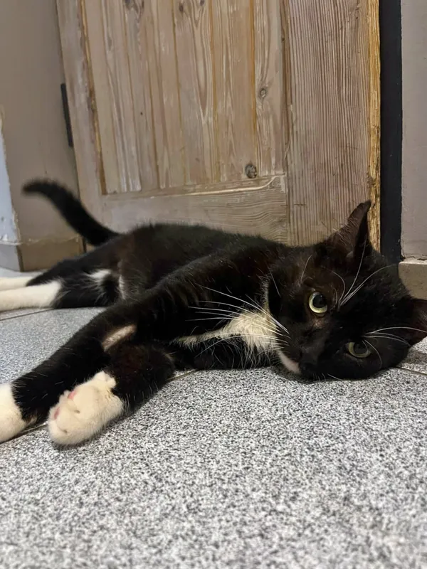 Kot do adopcji, Dłużyna Górna, 14 kwietnia 2025 (3/5)