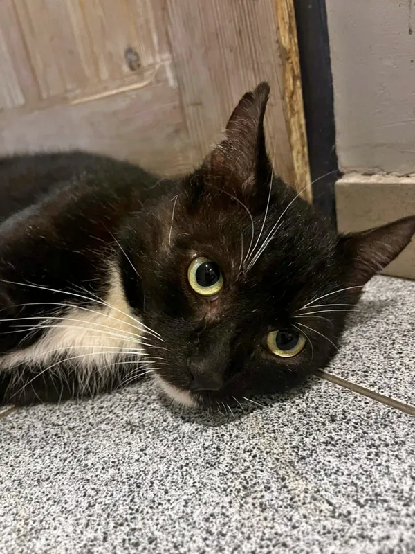 Kot do adopcji, Dłużyna Górna, 14 kwietnia 2025 (4/5)