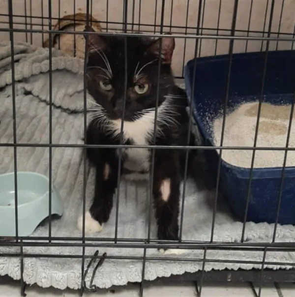 Kot do adopcji, Dłużyna Górna, 14 kwietnia 2025 (5/5)