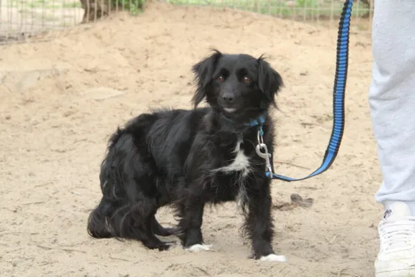 Pies do adopcji, Nowy Dwór Mazowiecki, 14 kwietnia 2025 (2/4)