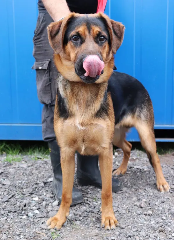 Znaleziono psa, Łódź, 13 kwietnia 2025 (2/5)