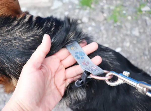 Znaleziono psa, Łódź, 13 kwietnia 2025 (4/5)