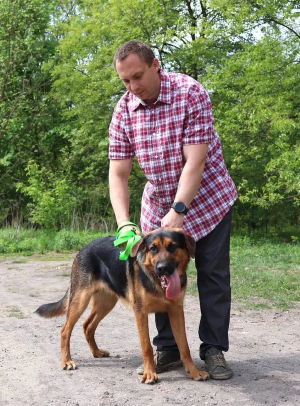 Znaleziono psa, Łódź, 13 kwietnia 2025 (5/5)