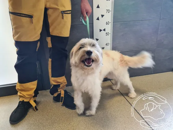 Znaleziono psa, Chełmek, 14 kwietnia 2025