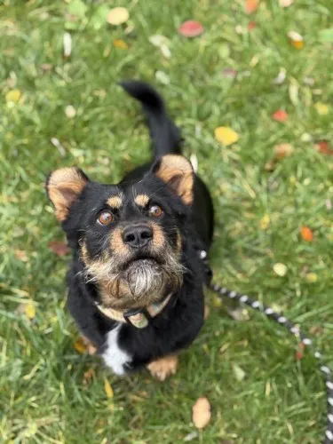 Pies do adopcji, Kraków, 31 marca 2025 (3/4)