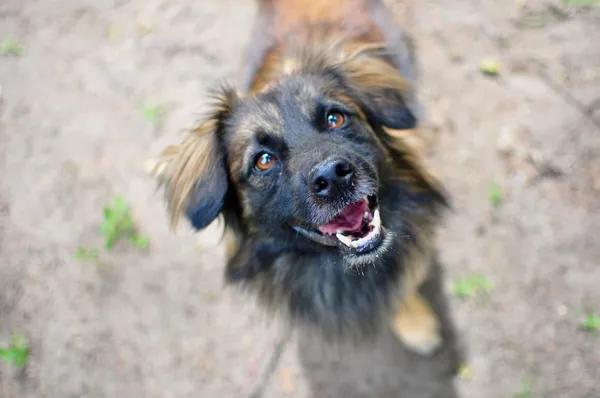 Pies do adopcji, Milanówek, 25 maja 2025 (1/5)