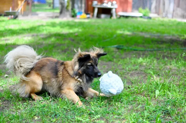 Pies do adopcji, Milanówek, 25 maja 2025 (2/5)