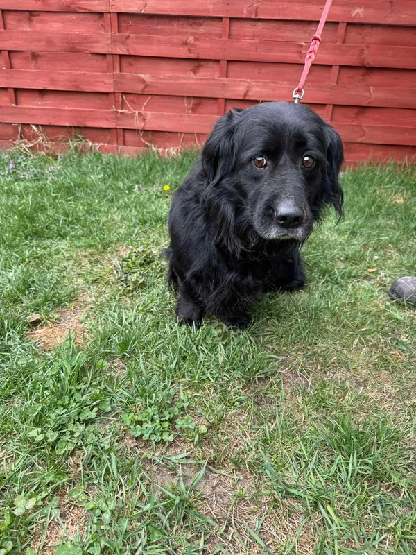 Znaleziono psa, Czartki, 14 kwietnia 2025