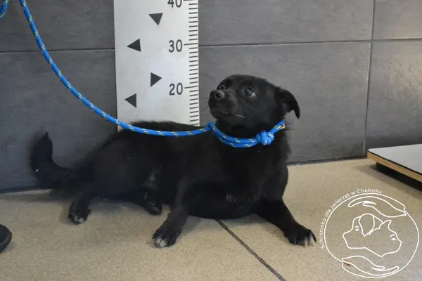 Pies do adopcji, Chełmek, 25 marca 2025