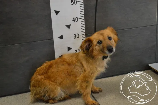 Pies do adopcji, Chełmek, 25 marca 2025