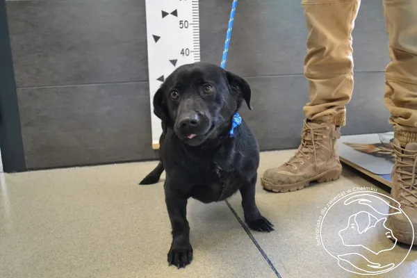 Pies do adopcji, Chełmek, 25 marca 2025