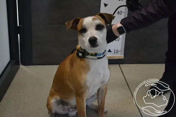 Pies do adopcji, Chełmek, 17 marca 2025