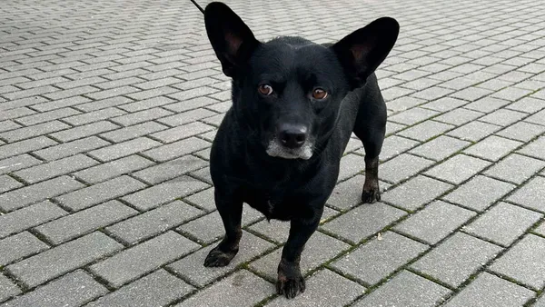 Znaleziono psa, Tatary, 20 grudnia 2024 (1/2)