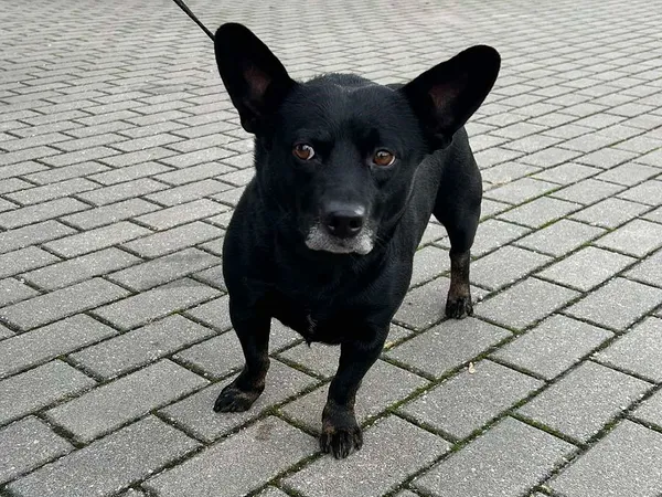 Znaleziono psa, Tatary, 20 grudnia 2024 (2/2)