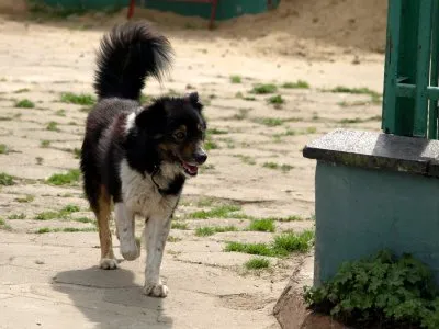 Pies do adopcji, Pabianice, 10 kwietnia 2025 (2/5)