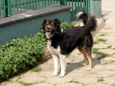 Pies do adopcji, Pabianice, 10 kwietnia 2025 (3/5)