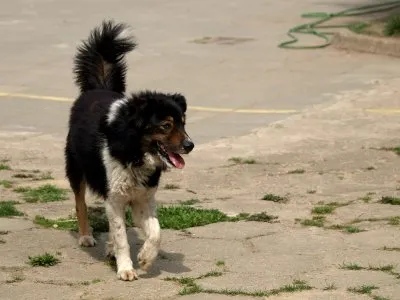 Pies do adopcji, Pabianice, 10 kwietnia 2025 (5/5)