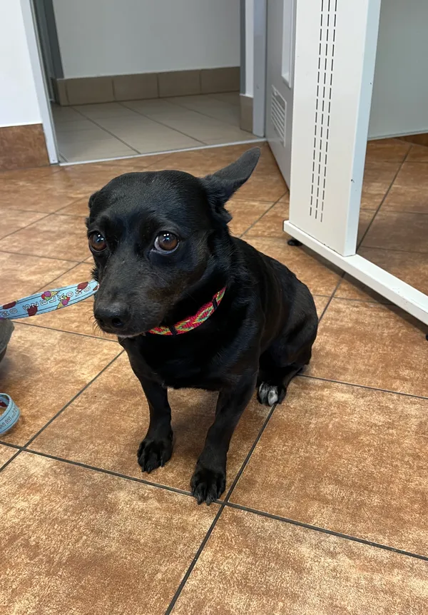 Znaleziono psa, Dobra, 14 kwietnia 2025